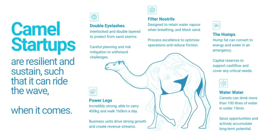 The Camel Manifesto: A Different Philosophy